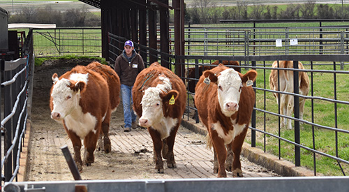 A student gathers cattle at the A-State farm complex